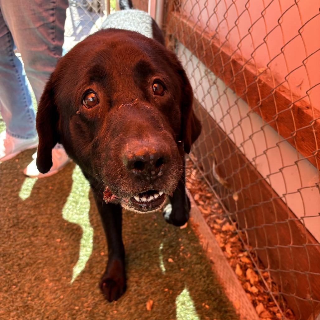 Rafiki, Adoptable, Senior Male Labrador Retriever.