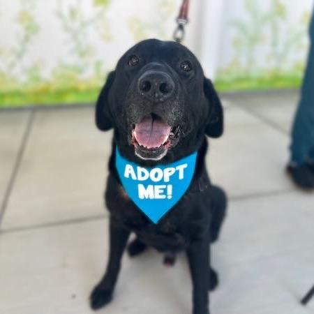 Enlarge Rafiki, a Adoptable Labrador Retriever in Pacific Grove, CA image 2/6