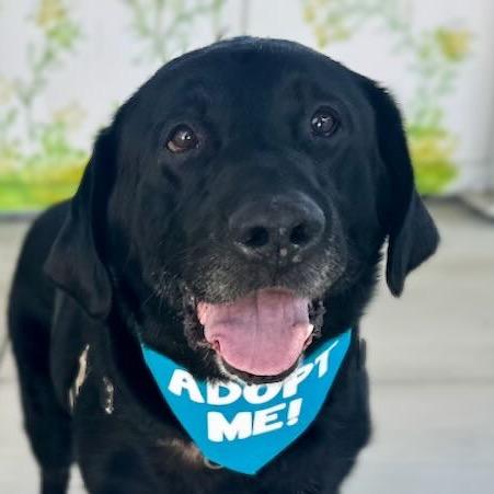 Enlarge Rafiki, a Adoptable Labrador Retriever in Pacific Grove, CA image 3/6
