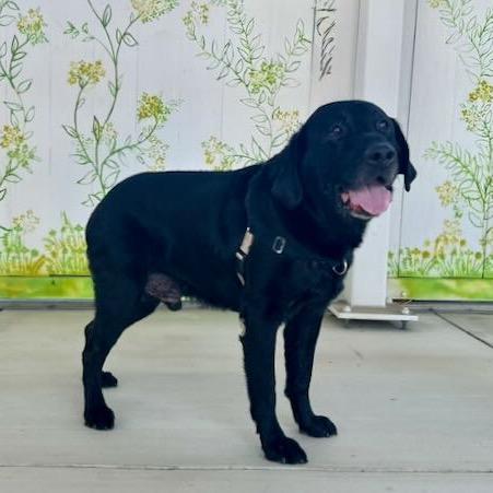 Enlarge Rafiki, a Adoptable Labrador Retriever in Pacific Grove, CA image 4/6