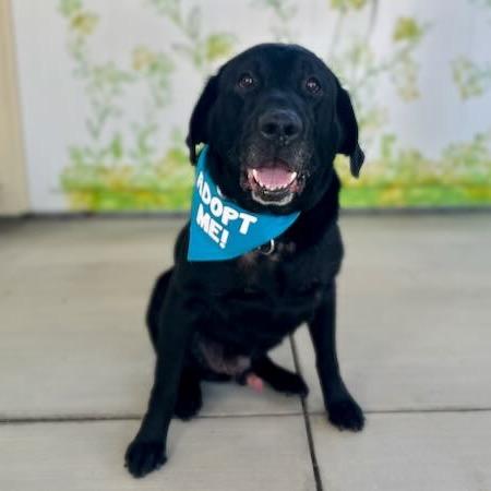 Enlarge Rafiki, a Adoptable Labrador Retriever in Pacific Grove, CA image 5/6