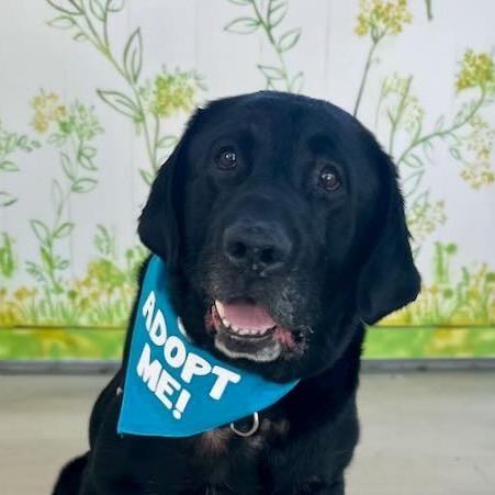 Enlarge Rafiki, a Adoptable Labrador Retriever in Pacific Grove, CA image 6/6