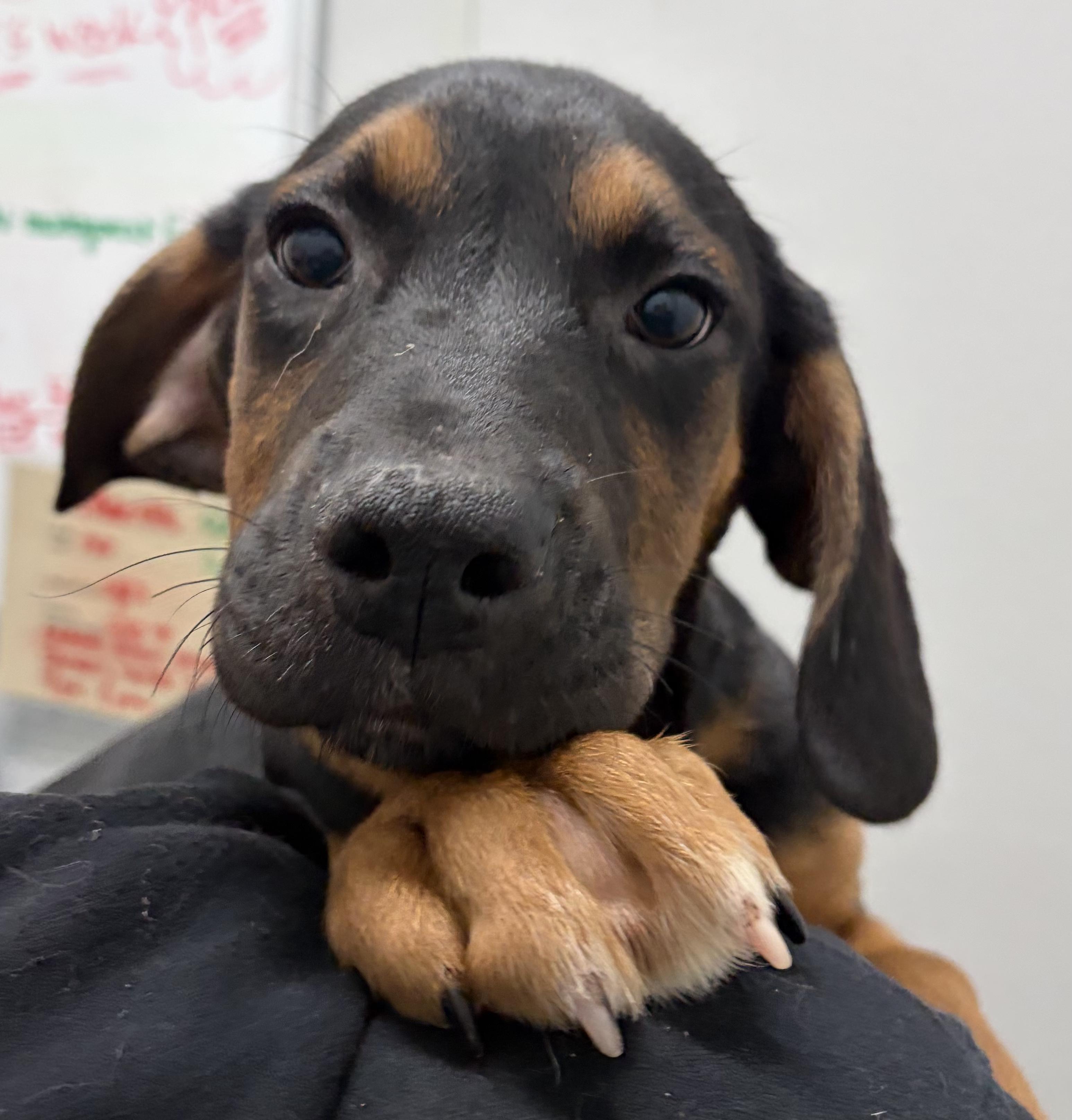 Hero, ADOPTABLE, Puppy Male Mixed Breed.