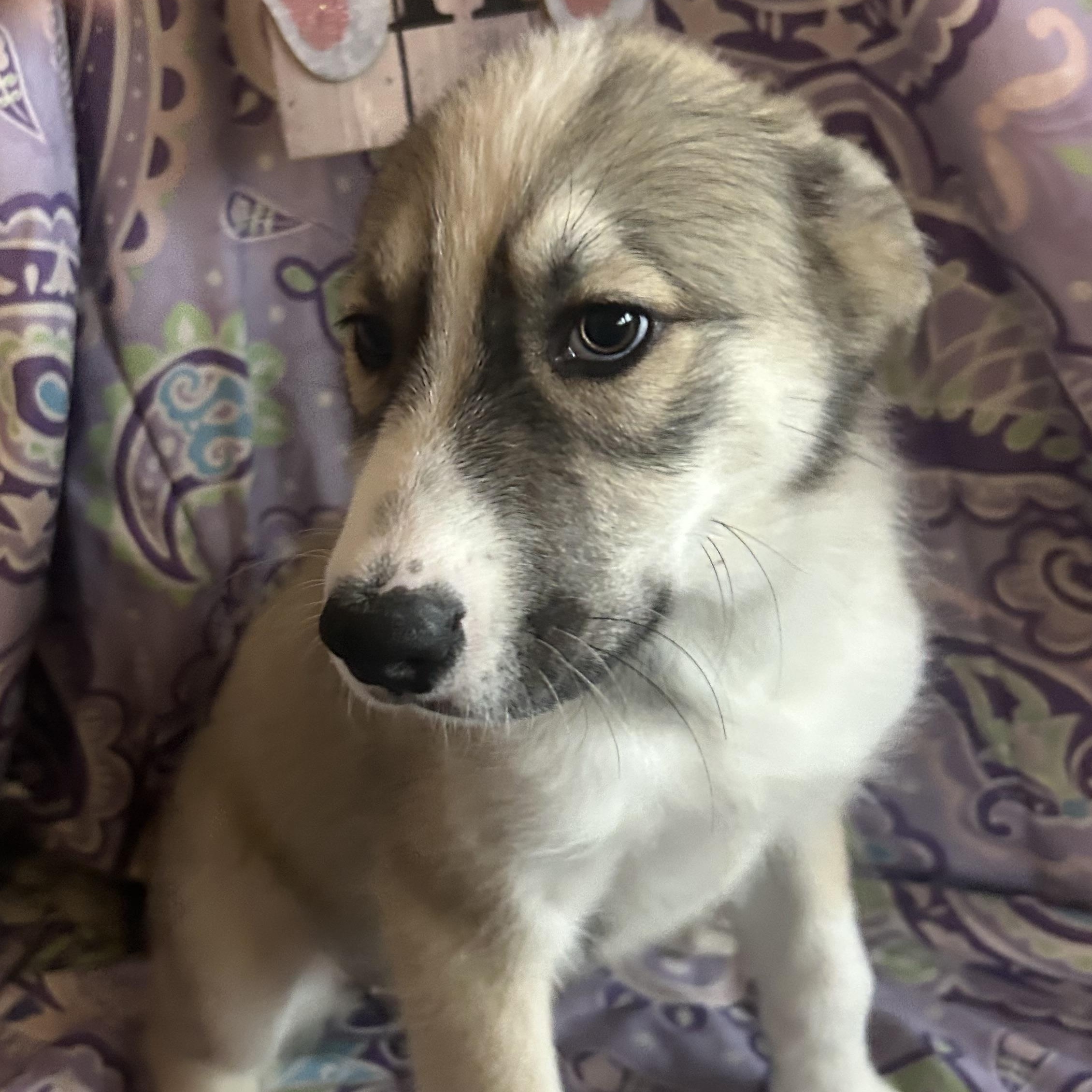 Enlarge Mia, an adopted mixed breed in Madison Heights, MI image 5/5