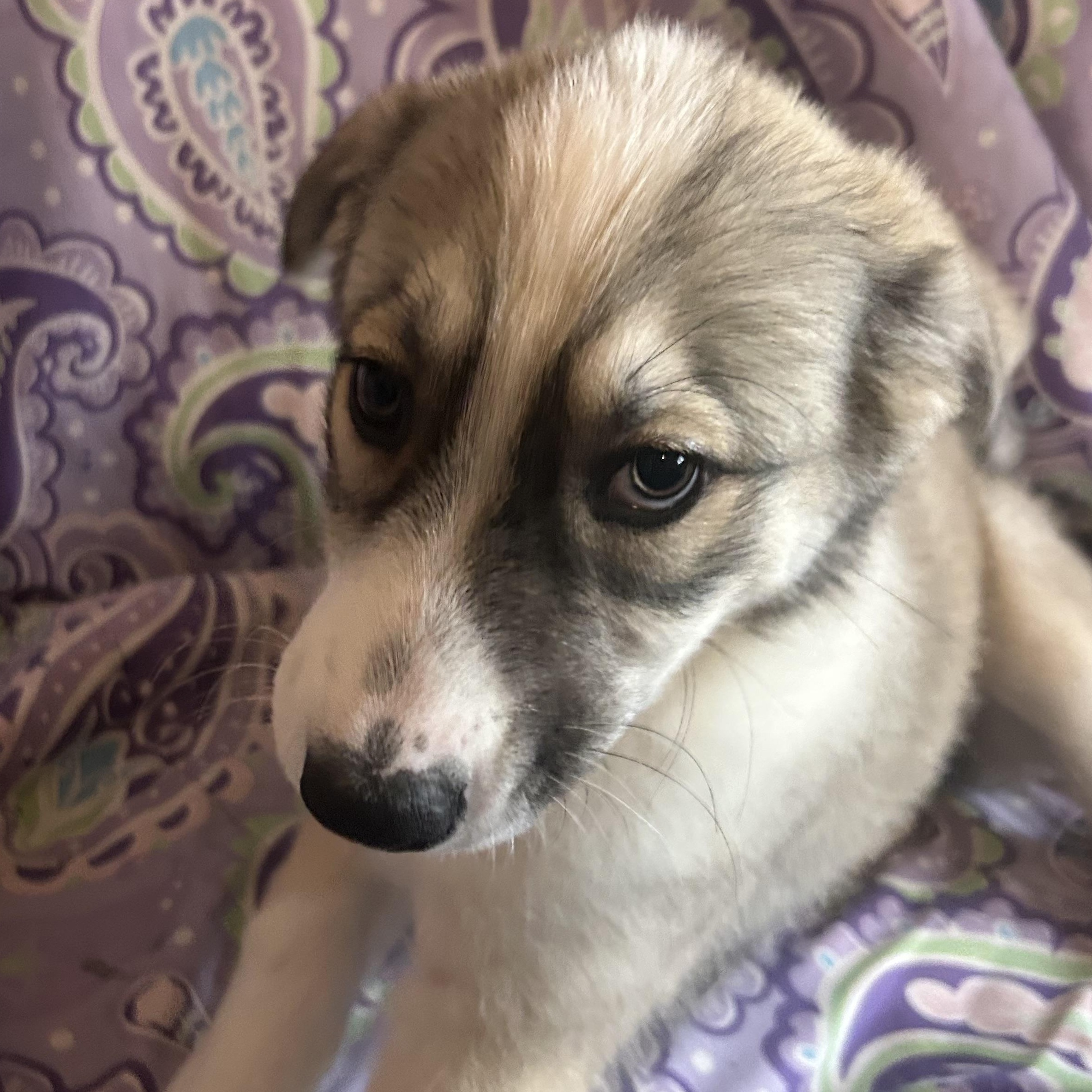 Enlarge Mia, an adopted mixed breed in Madison Heights, MI image 2/5