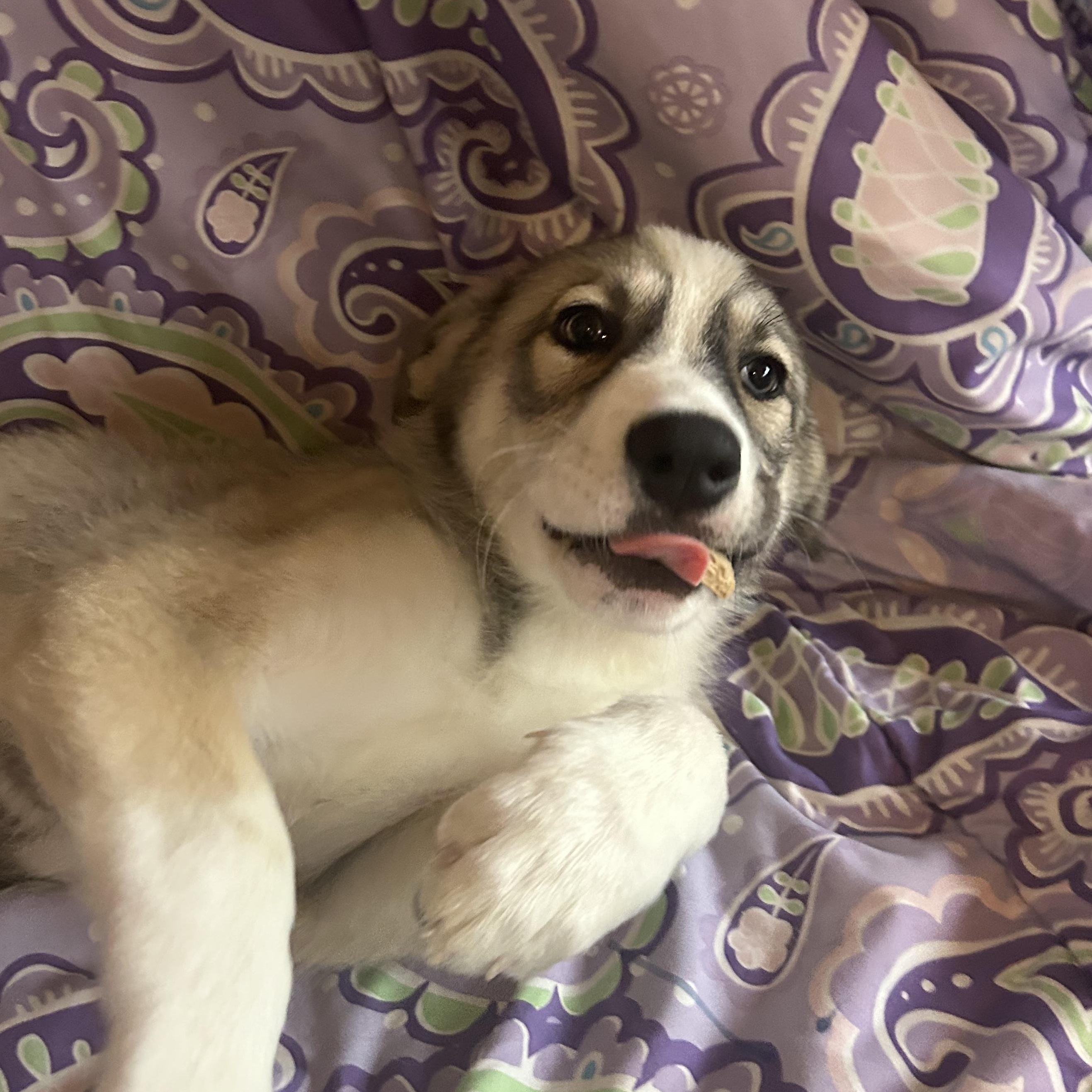 Enlarge Mia, an adopted mixed breed in Madison Heights, MI image 4/5