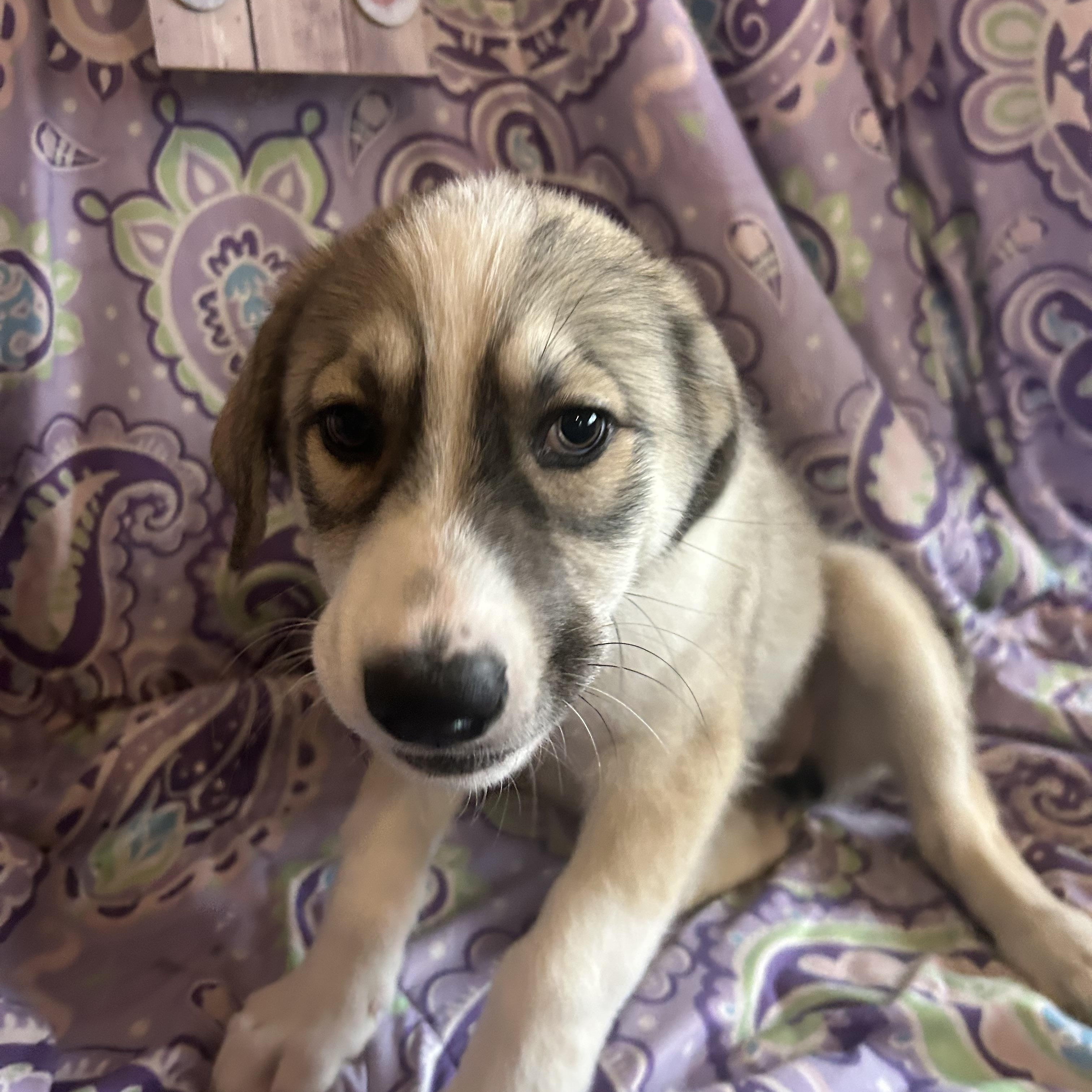 Enlarge Mia, an adopted mixed breed in Madison Heights, MI image 3/5