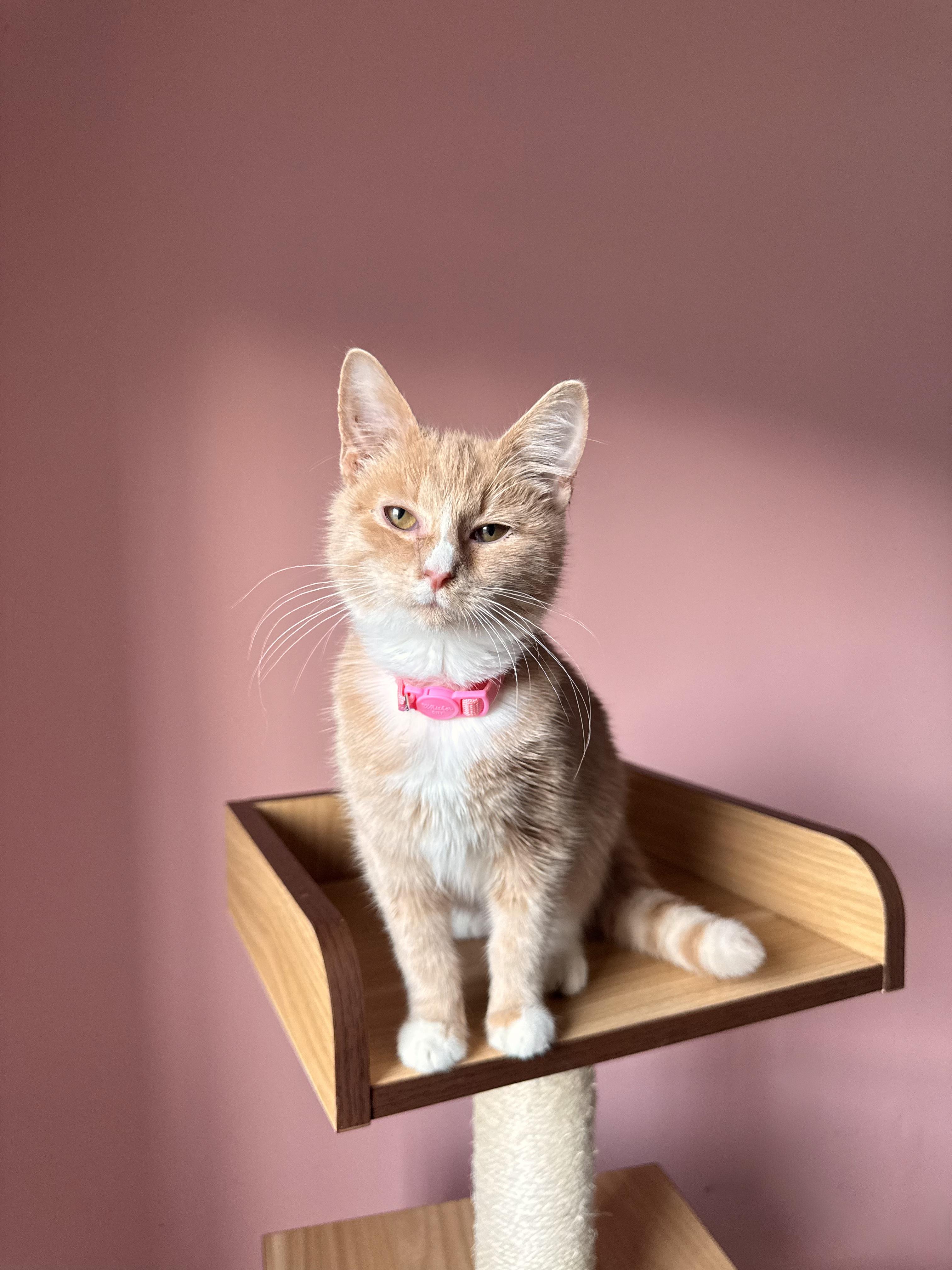 Enlarge BLONDIE, a Adopted Tabby in New York, NY image 1/1