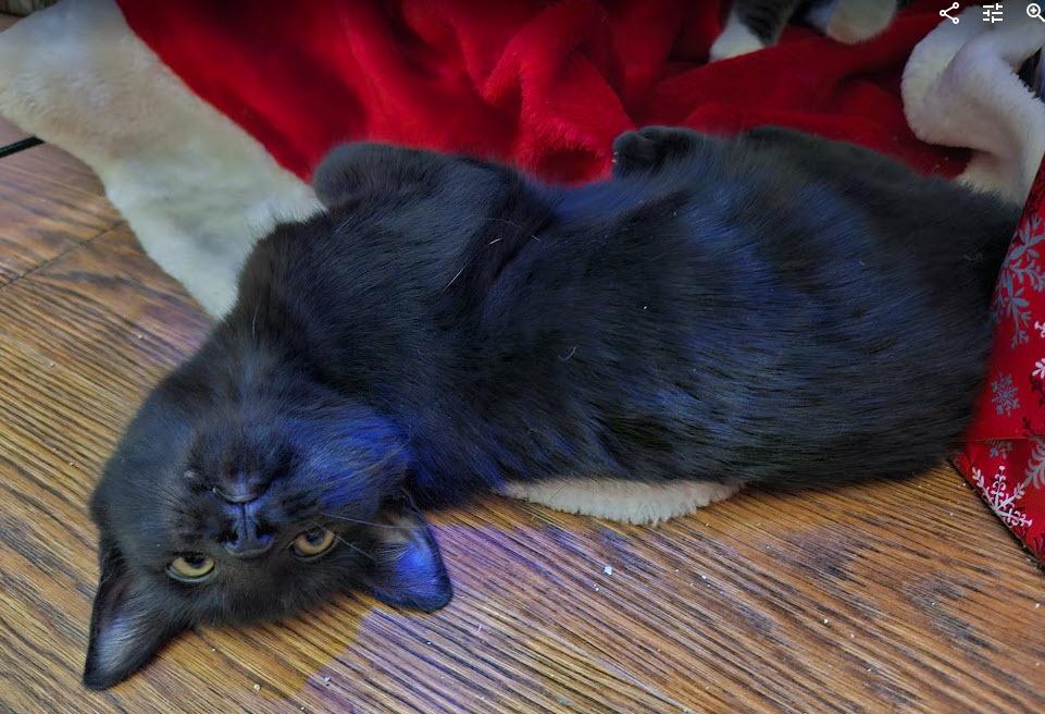 Lisa, Adoptable, Kitten Female Domestic Short Hair.