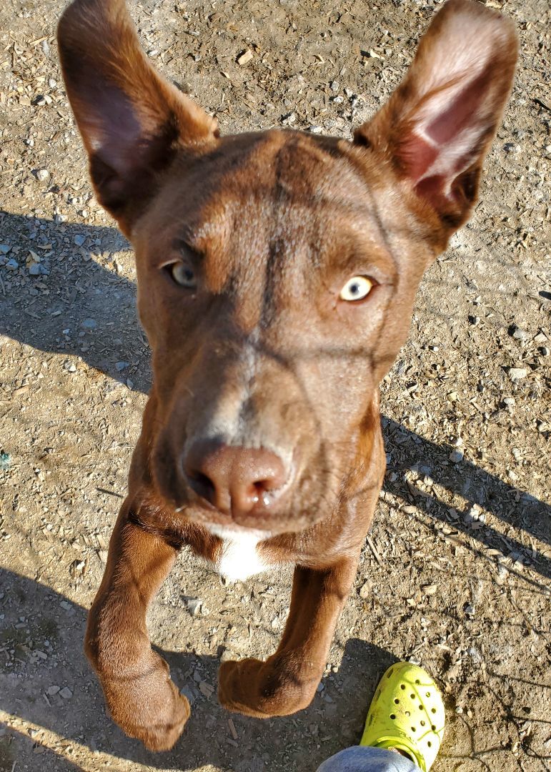 Nikolai