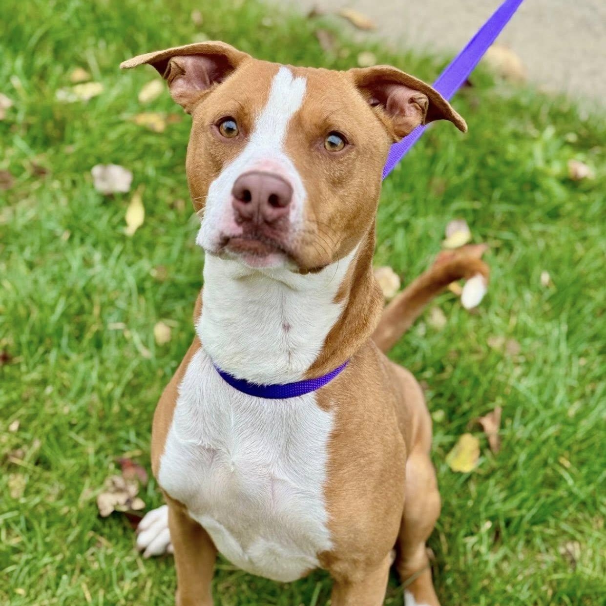 Plinko, Adoptable, Adult Male Pit Bull Terrier.