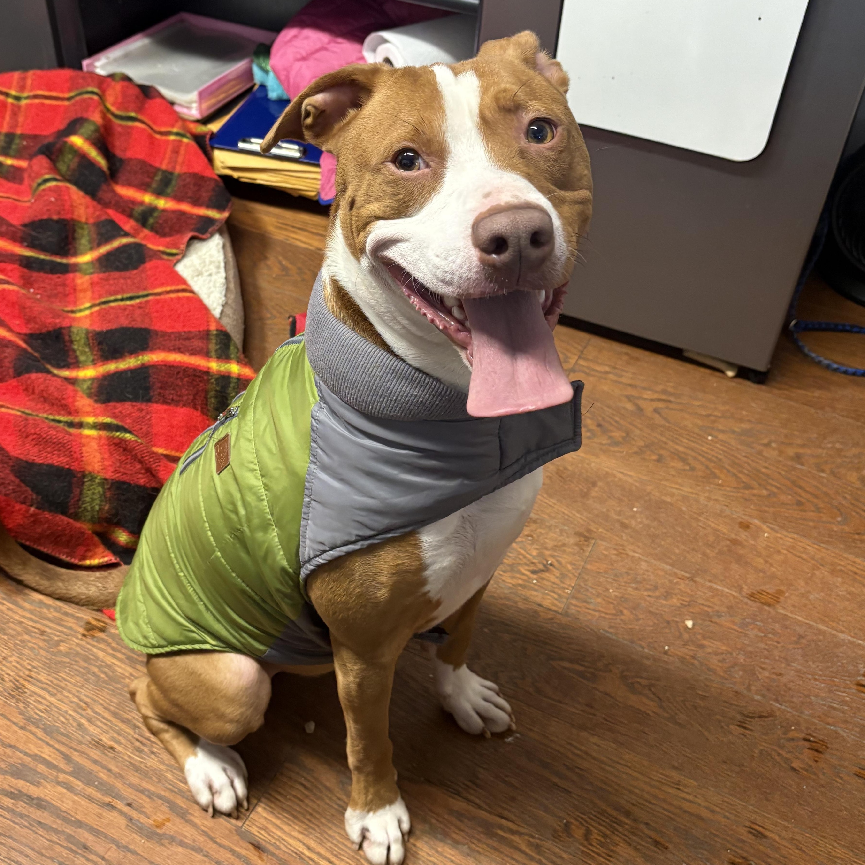 Enlarge Plinko, a Adoptable mixed breed in Battle Creek, MI image 2/3