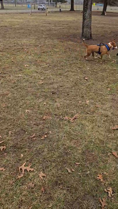 Enlarge Plinko, a Adoptable mixed breed in Battle Creek, MI video 3/3