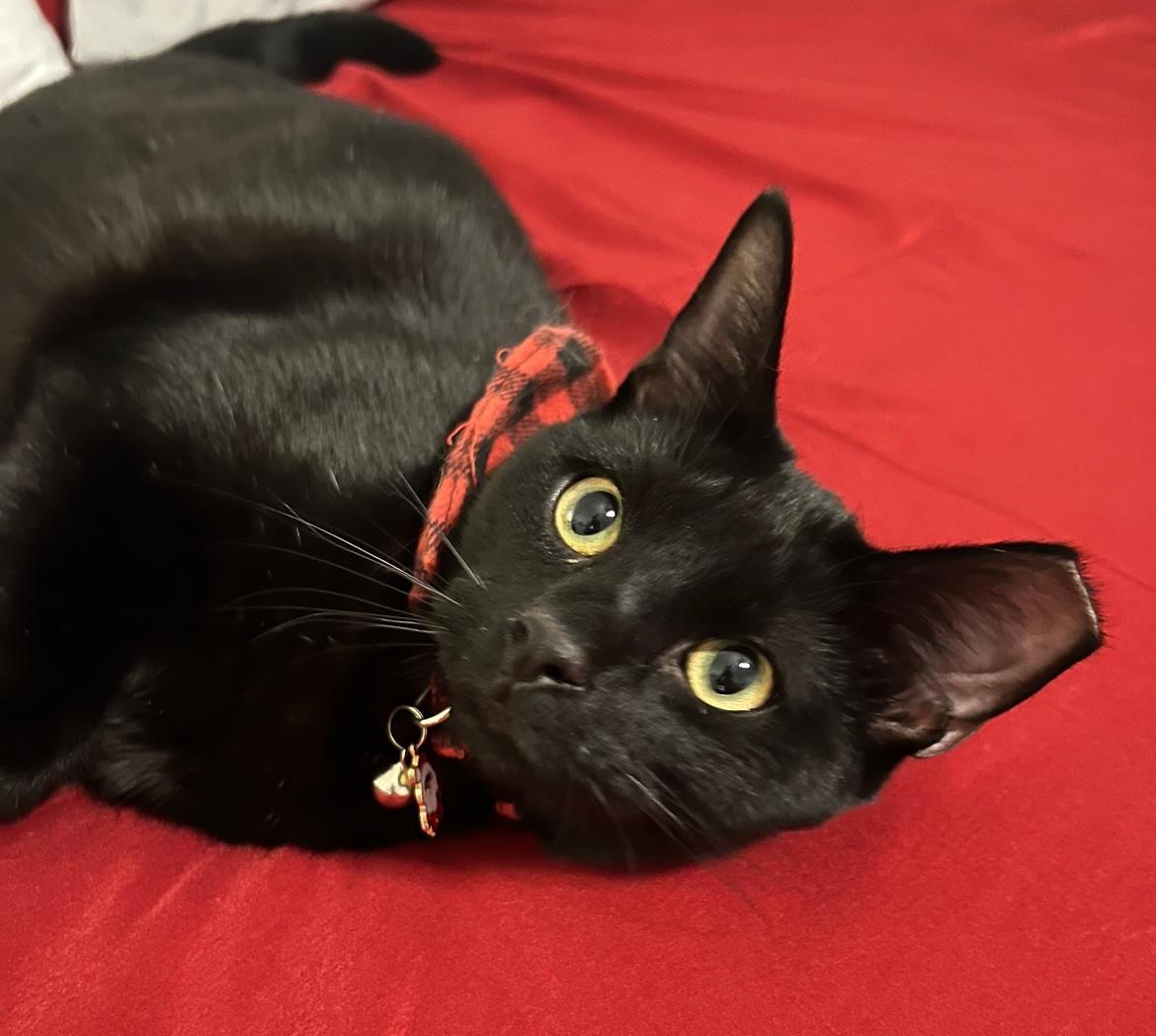 Milkshake, Adoptable, Adult Male Domestic Short Hair.