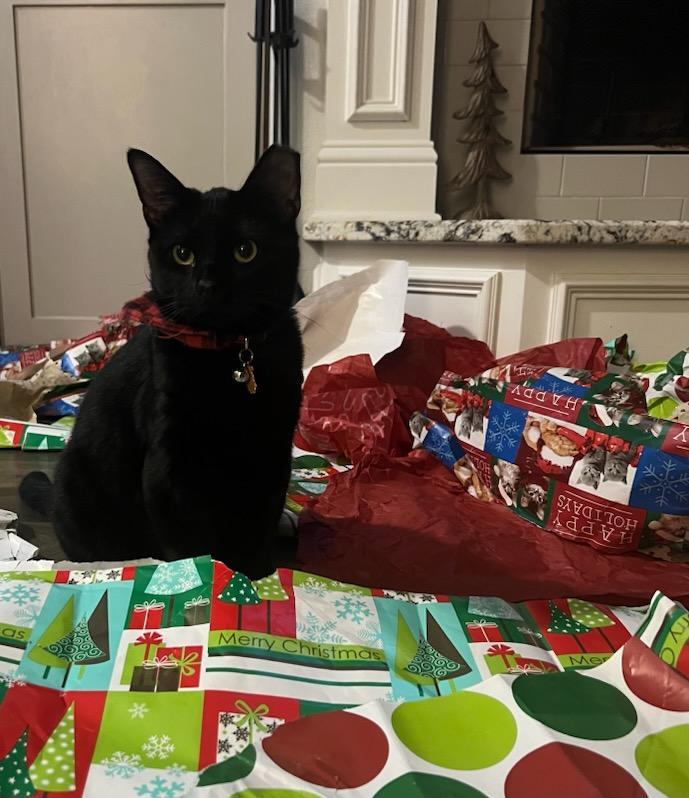 Enlarge Milkshake, a Adoptable Domestic Short Hair in Plano, TX image 2/3