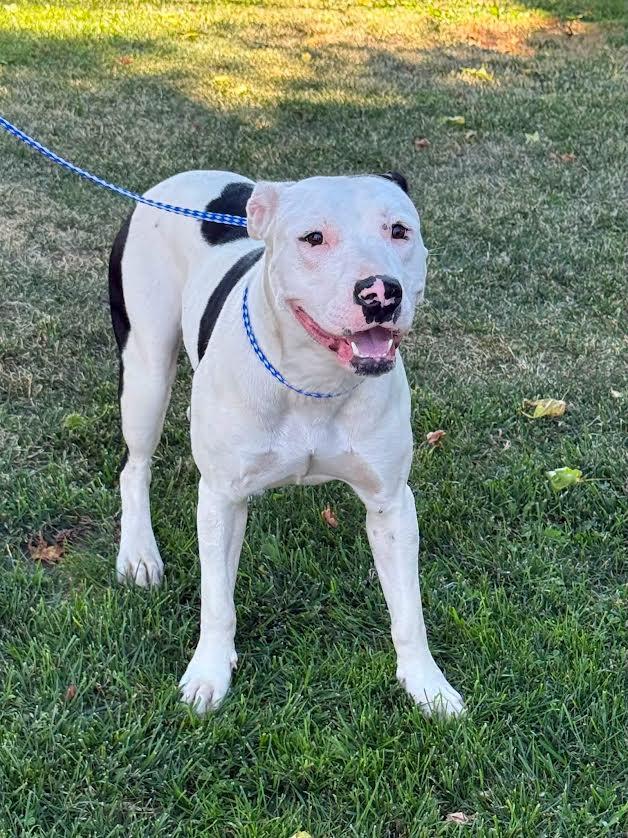Dublin, ADOPTABLE, Adult Female Pit Bull Terrier.