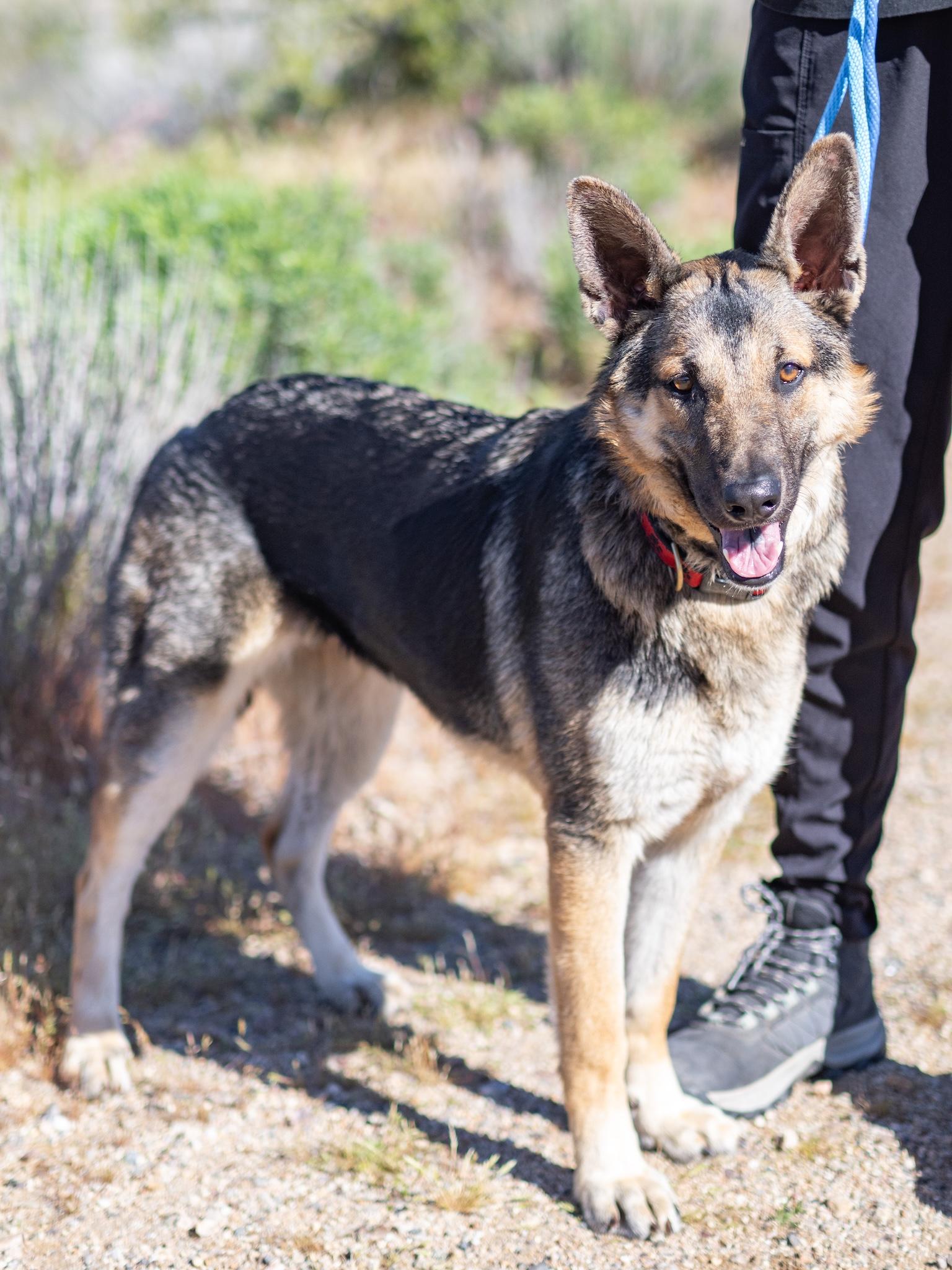 Pippi, adopted, Young Female German Shepherd Dog.