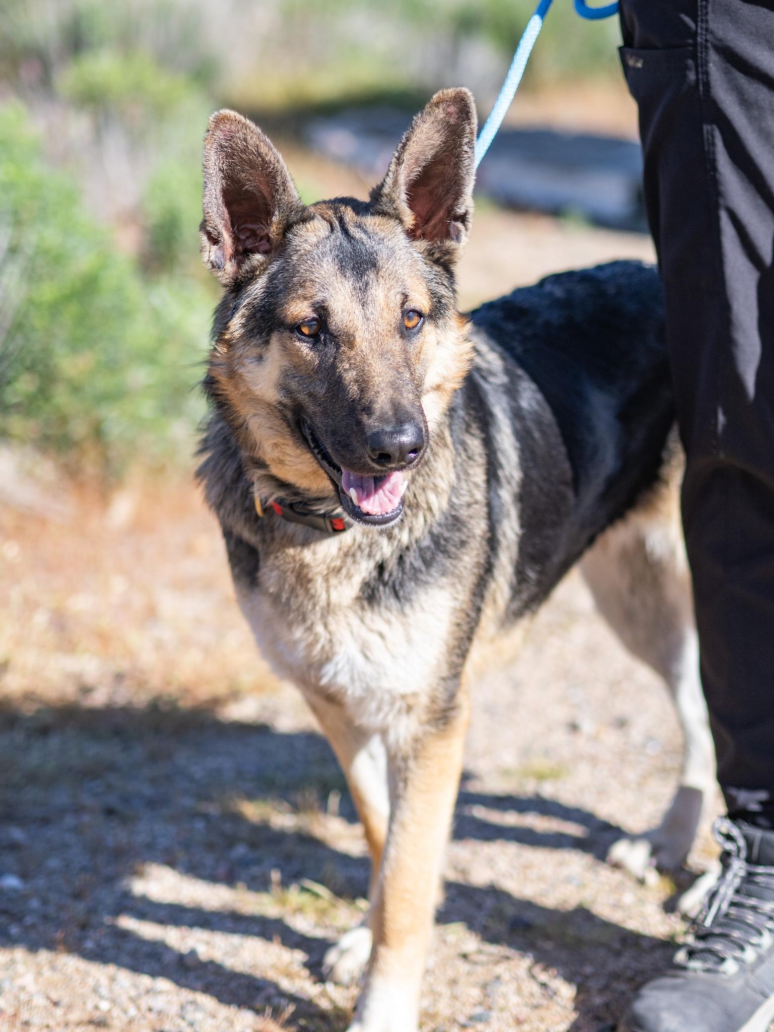 Enlarge Pippi, an adopted German Shepherd Dog in Globe, AZ image 2/2