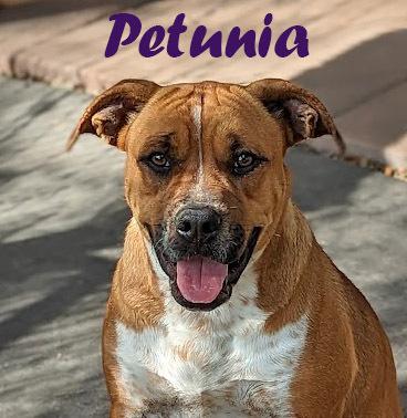 Enlarge Petunia, a Adoptable mixed breed in Mission, TX image 1/5