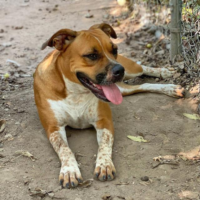 Petunia, Adoptable, Adult Female Boxer & Australian Cattle Dog / Blue Heeler.
