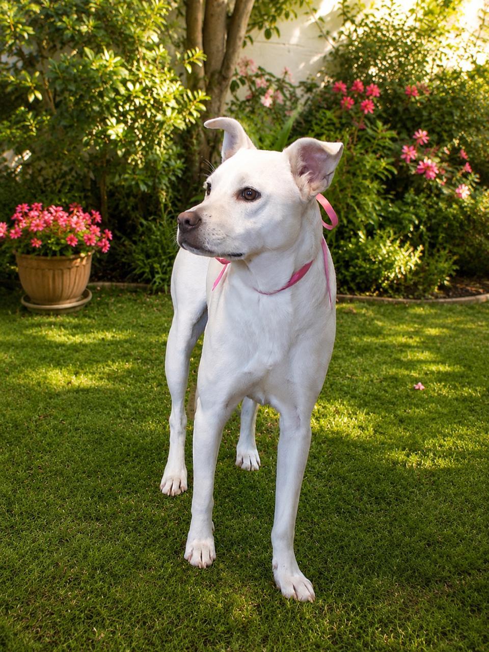 Enlarge Guera, a Adoptable Mixed Breed in Tijuana, BCN image 2/2