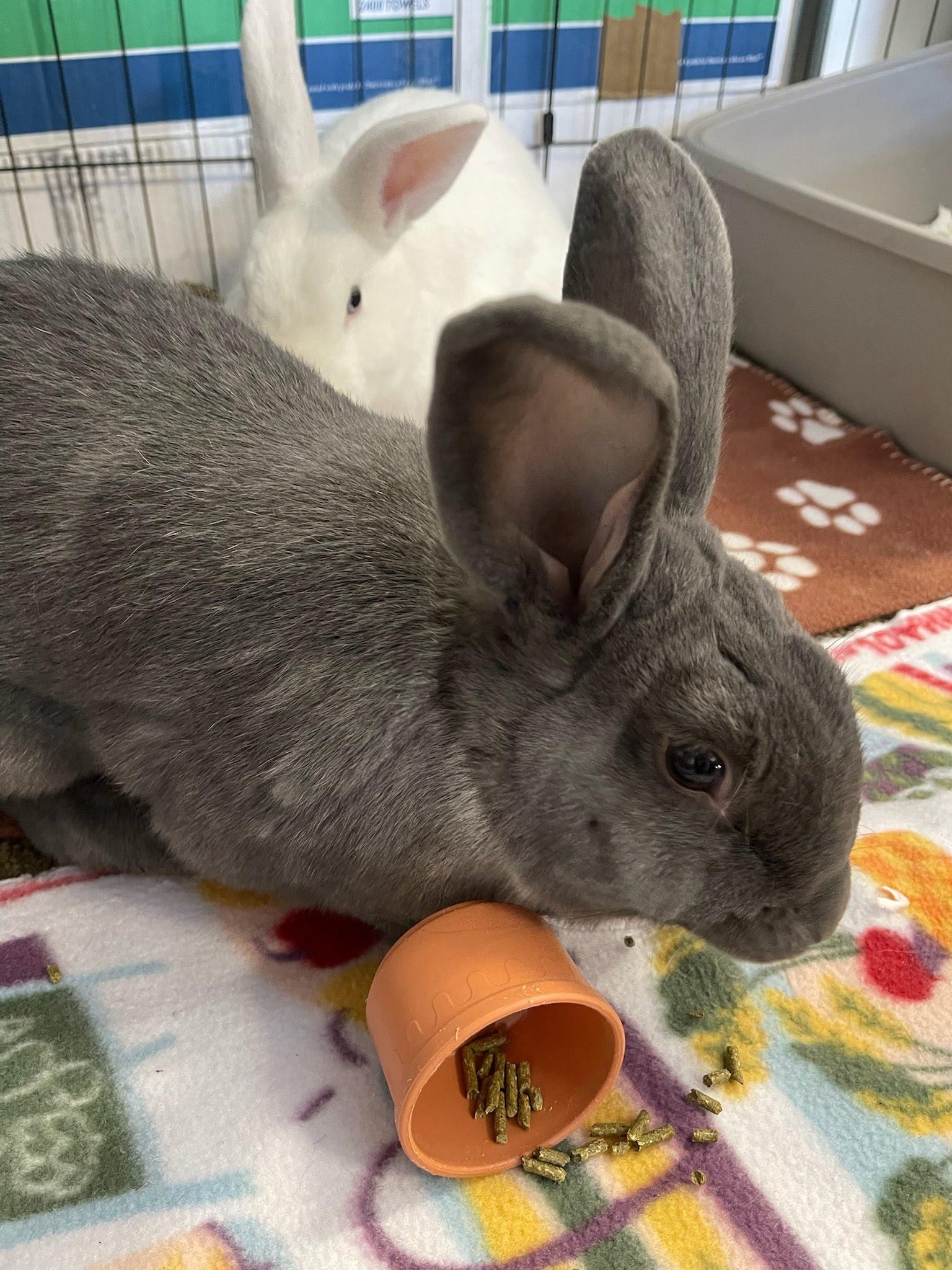 Enlarge Haruki & Riku, a Adoptable American in Ferndale, WA image 2/6