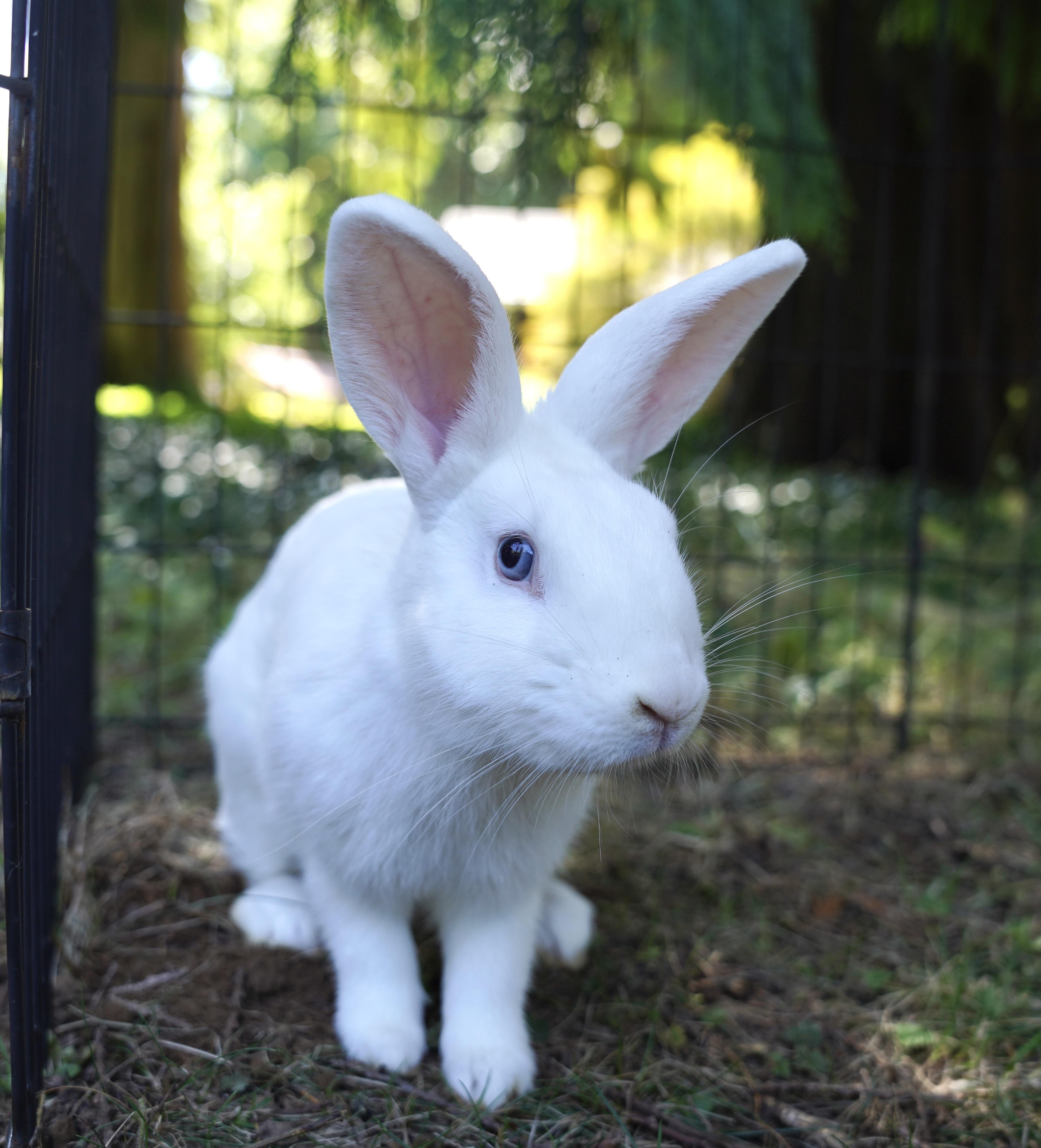 Enlarge Haruki & Riku, a Adoptable American in Ferndale, WA image 3/6