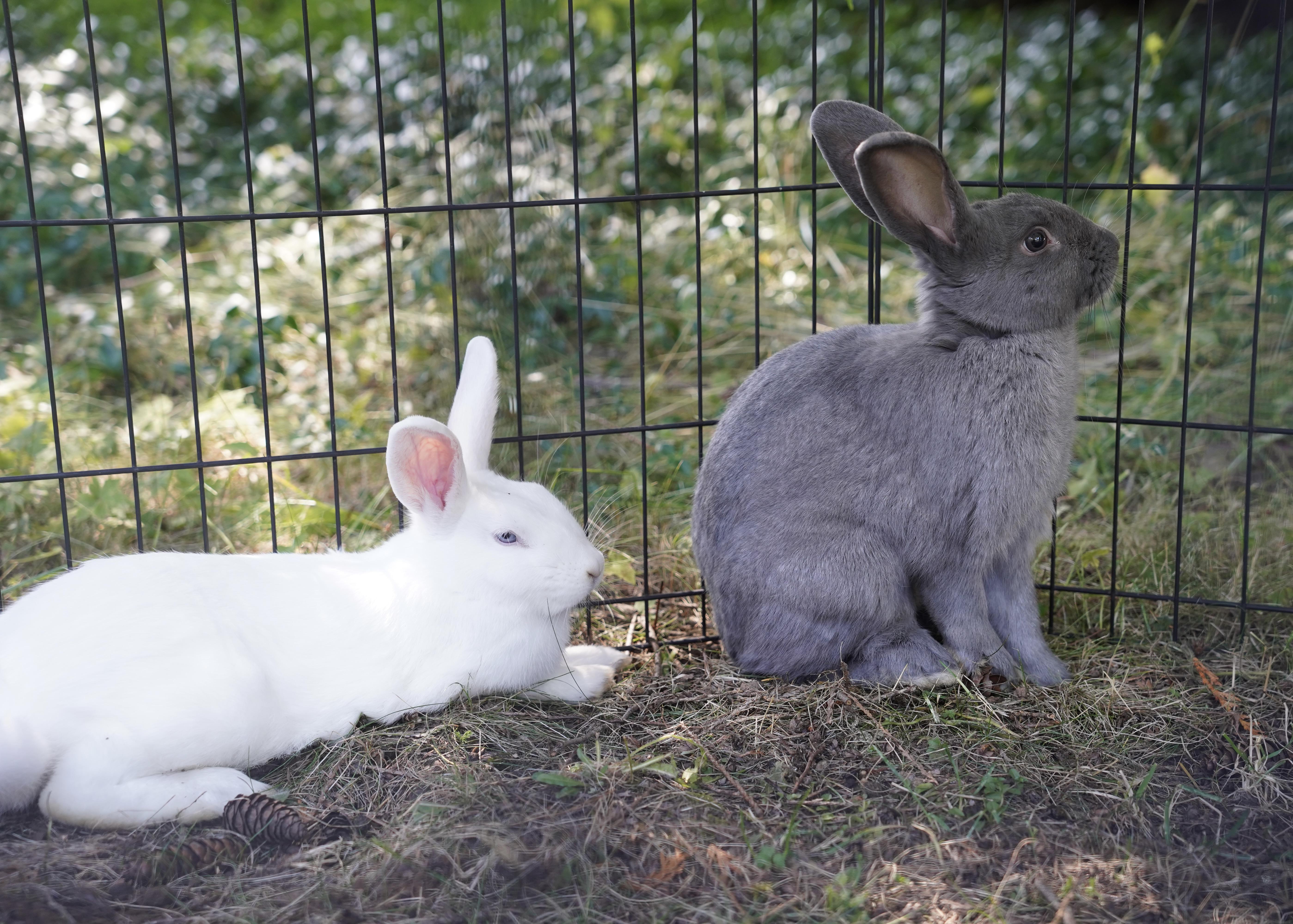 Enlarge Haruki & Riku, a Adoptable American in Ferndale, WA image 1/6