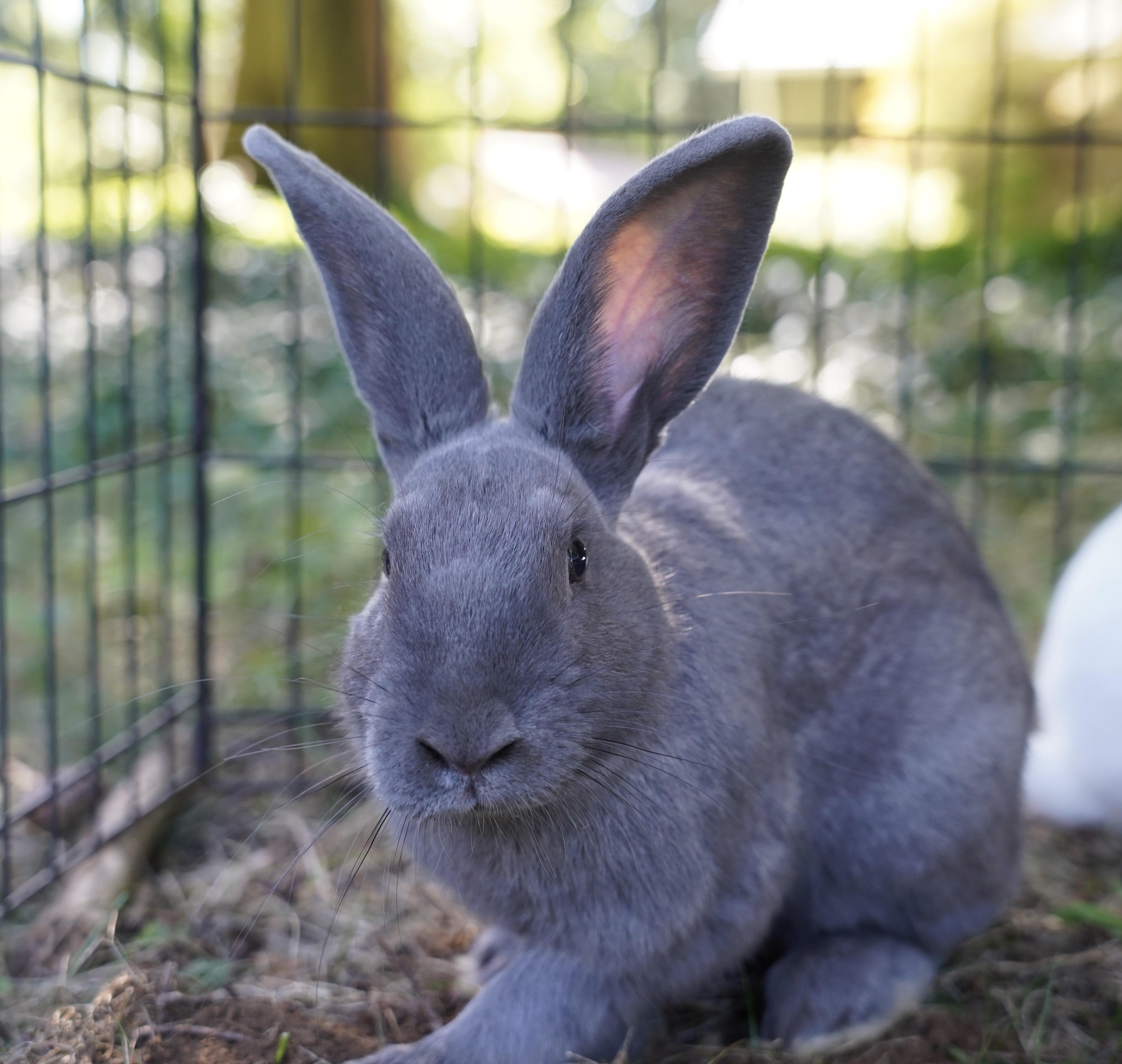Enlarge Haruki & Riku, a Adoptable American in Ferndale, WA image 4/6