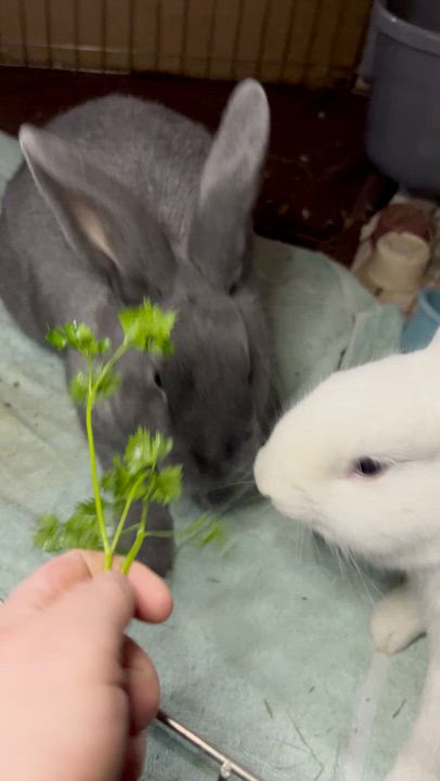 Enlarge Haruki & Riku, a Adoptable American in Ferndale, WA video 6/6