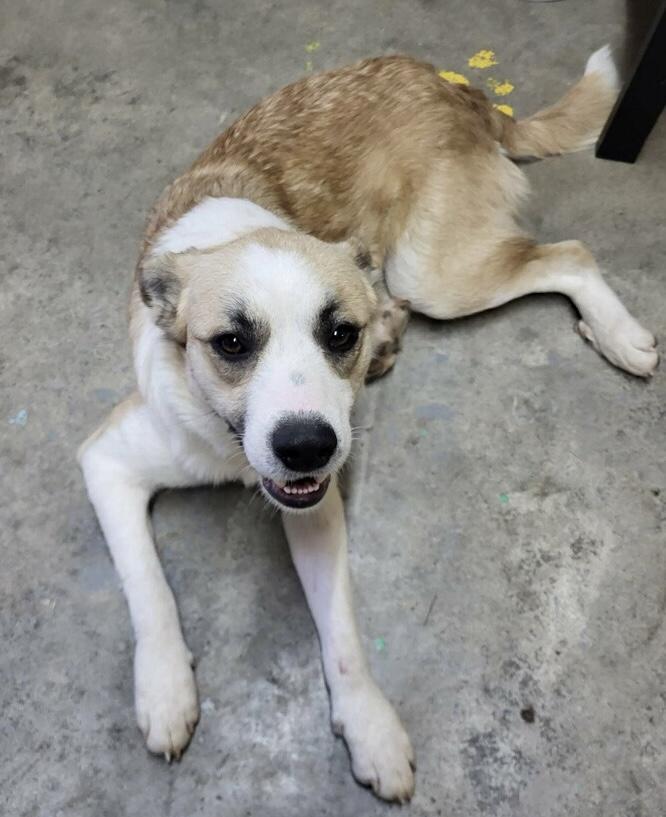 Journey, ADOPTABLE, Adult Male Border Collie.