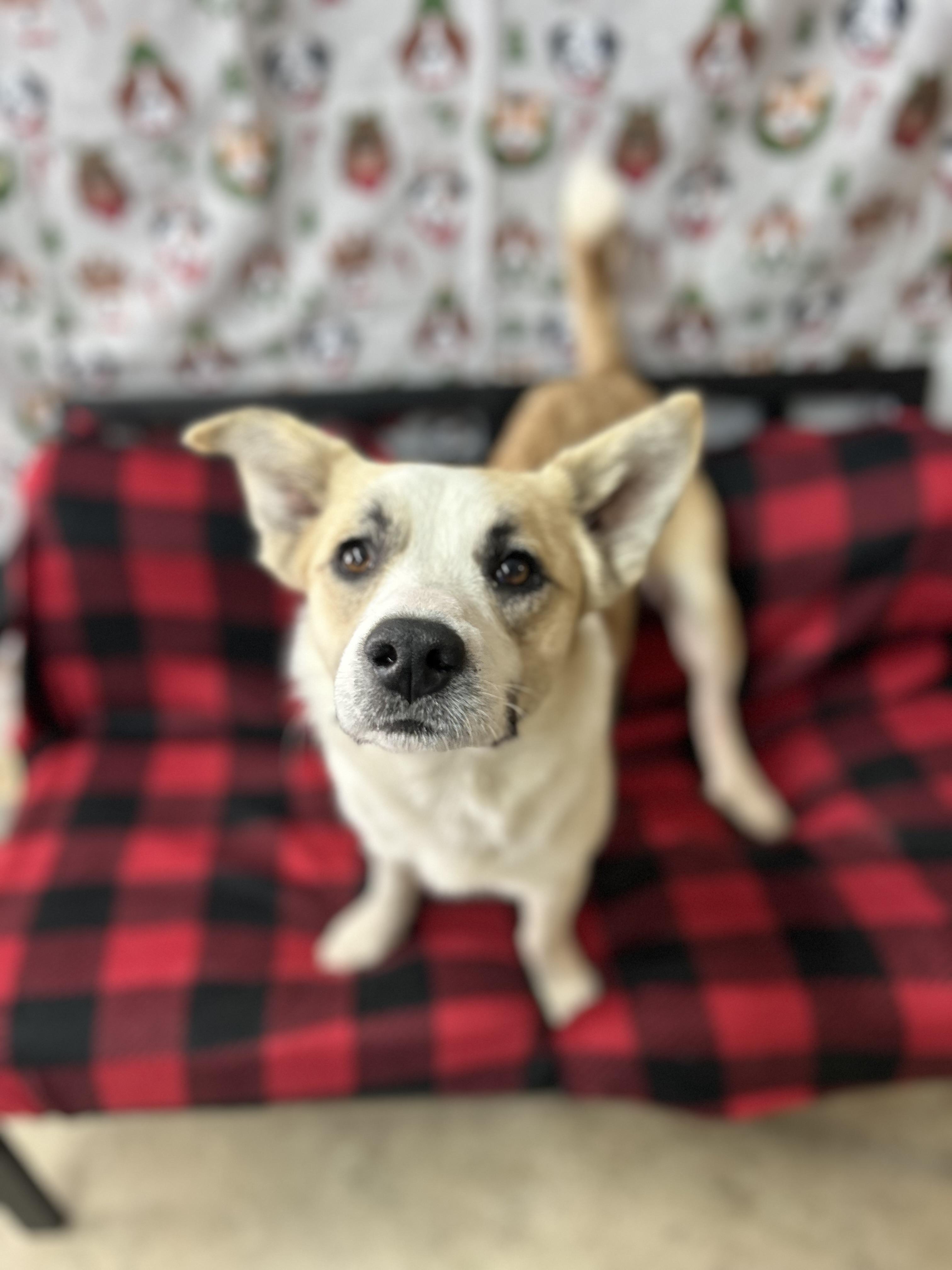 Enlarge Journey, a ADOPTABLE mixed breed in Grove, OK image 2/2