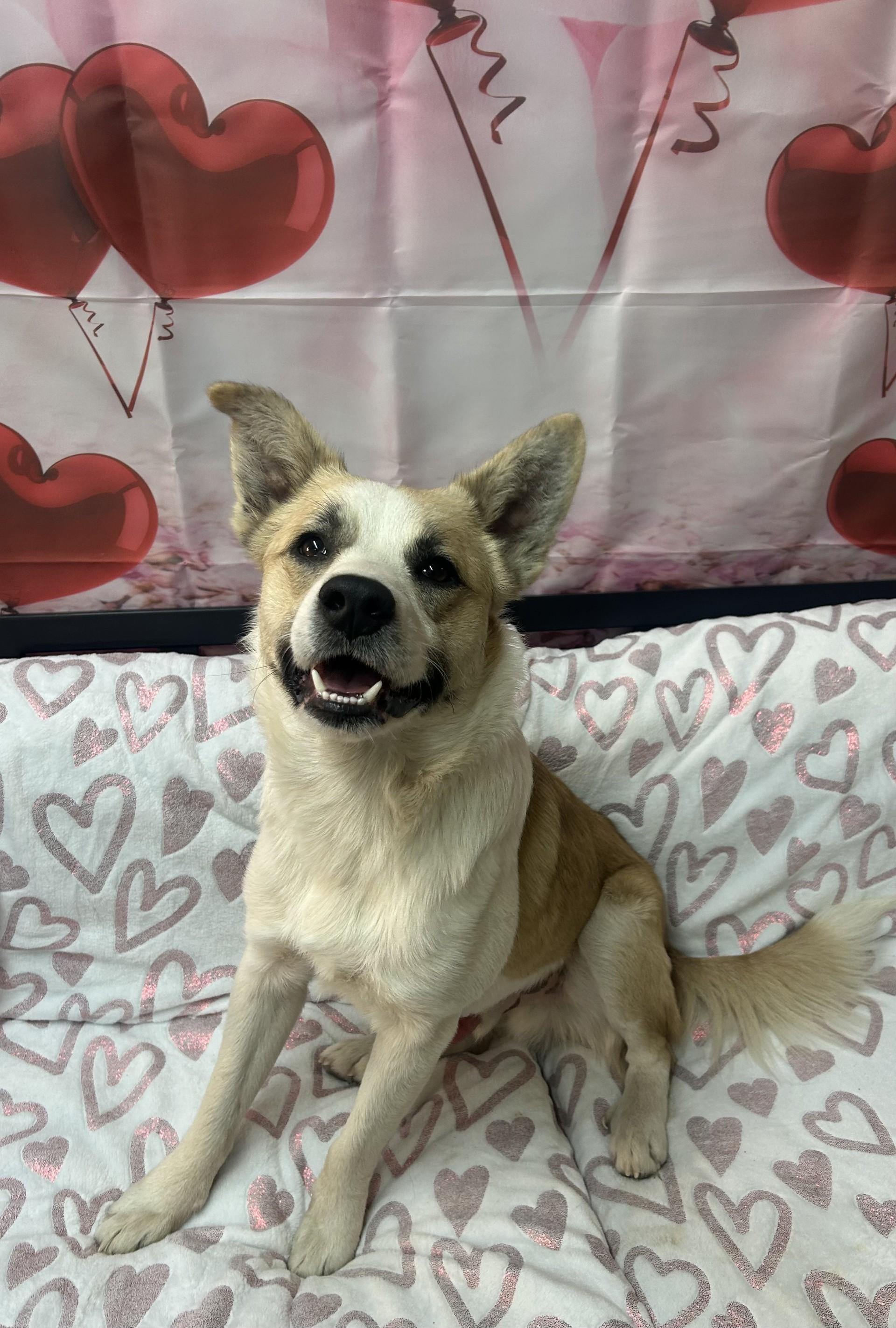 Journey, ADOPTABLE, Adult Male Border Collie.