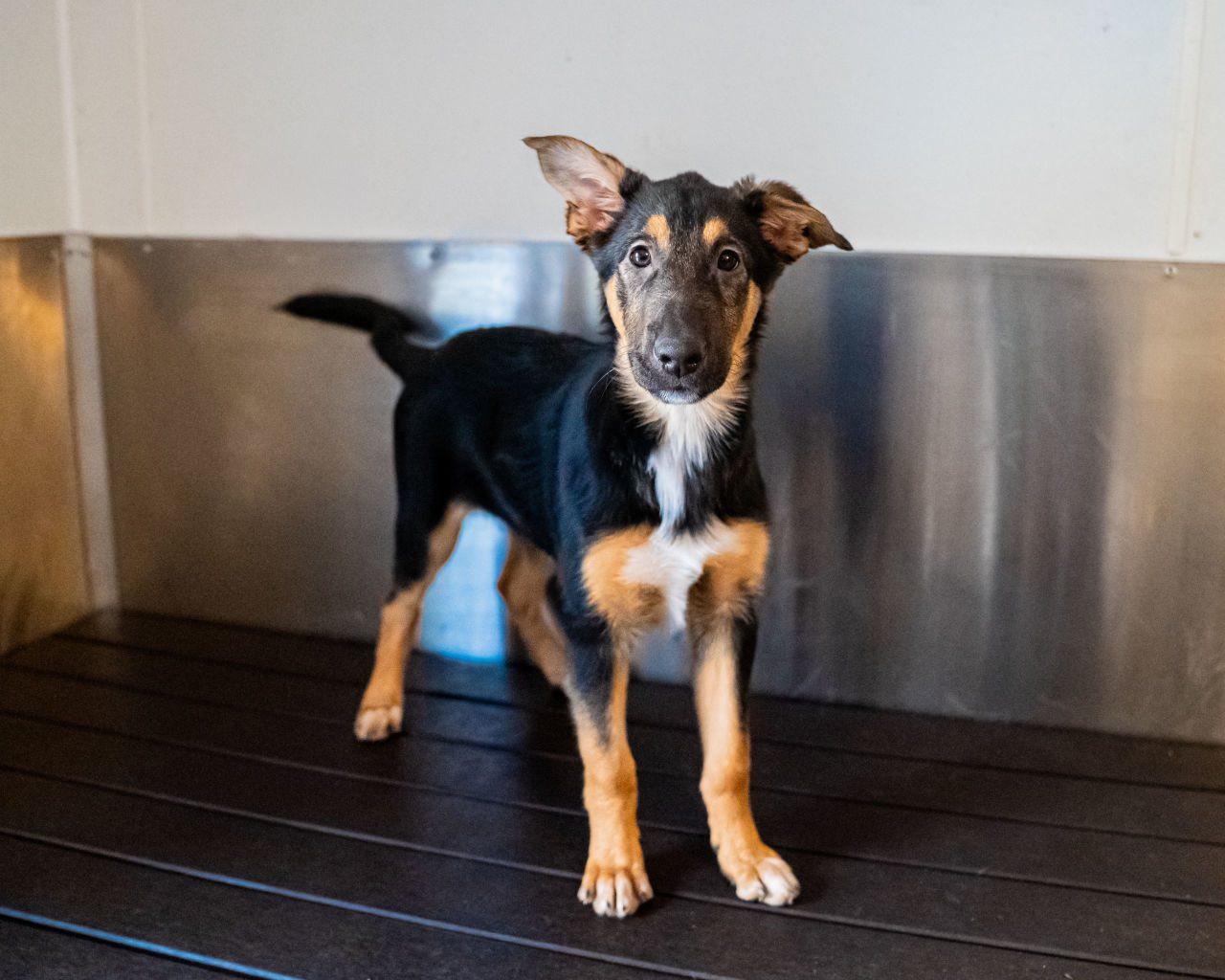 Juniper, adopted, Young Female Collie & German Shepherd Dog.