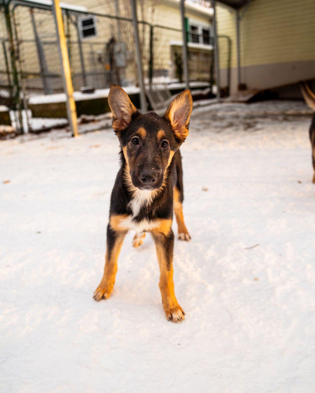 Enlarge Juniper, an adopted mixed breed in Dellslow, WV image 2/2