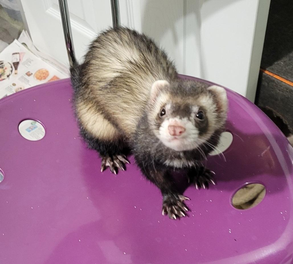 Enlarge Spooky, a ADOPTABLE Ferret in Acworth, GA image 1/1