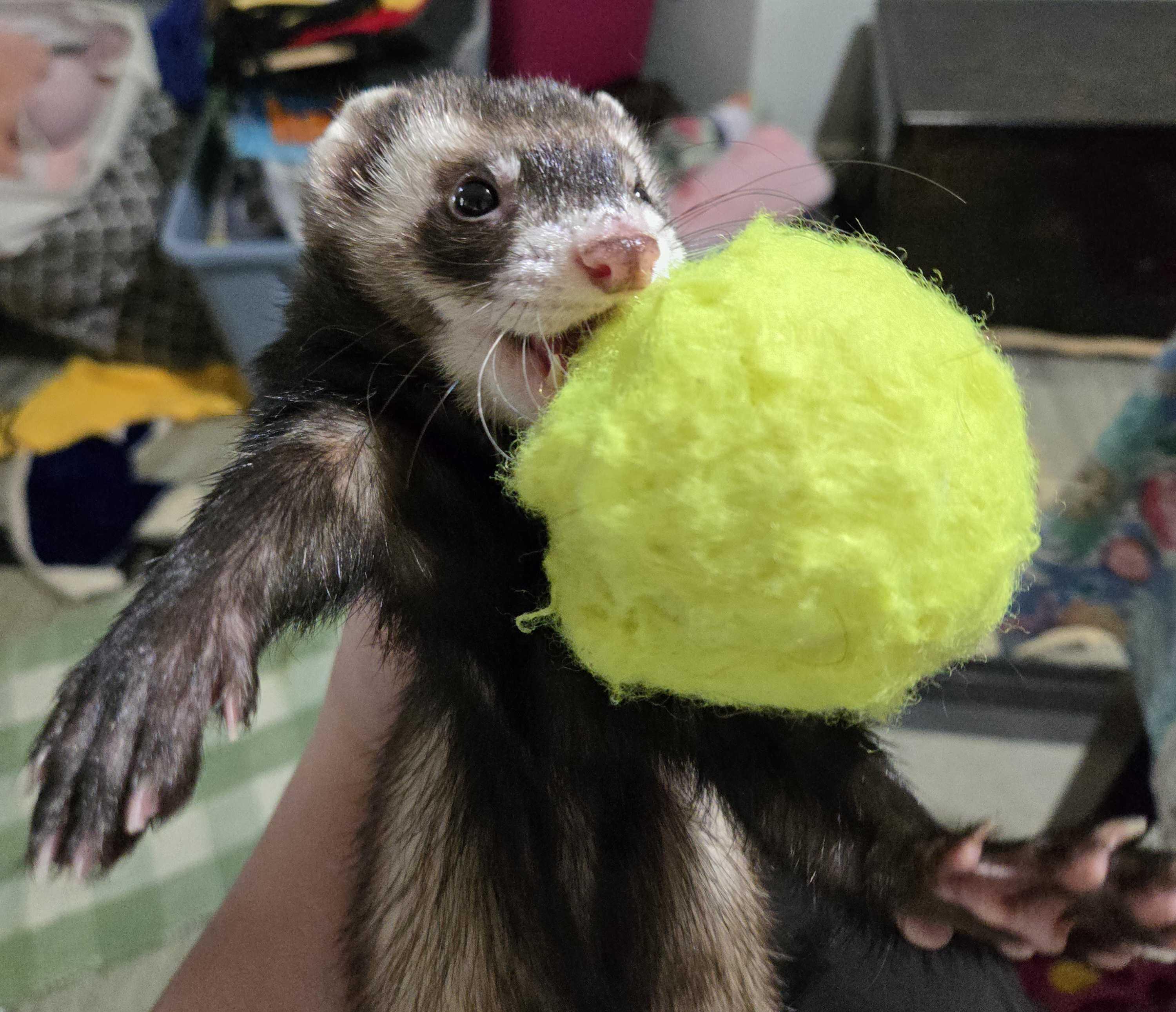 Enlarge Spooky, a ADOPTABLE Ferret in Acworth, GA image 2/2