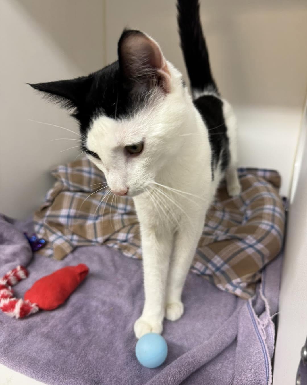 Enlarge Jalen, a ADOPTABLE Domestic Short Hair in Bloomfield, NJ image 4/4