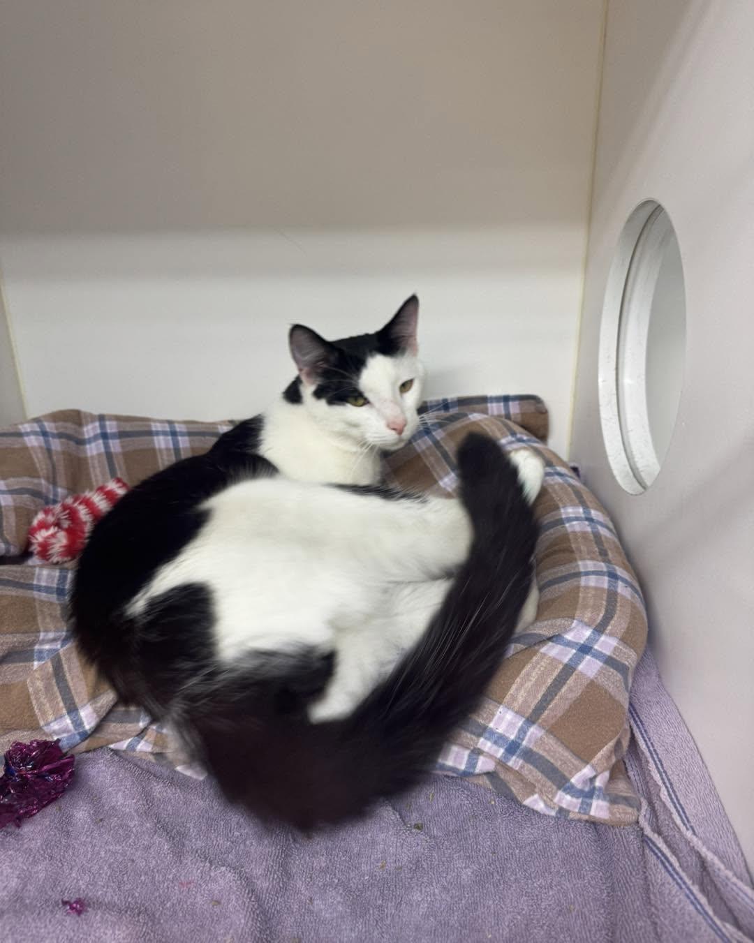 Enlarge Jalen, a ADOPTABLE Domestic Short Hair in Bloomfield, NJ image 3/4