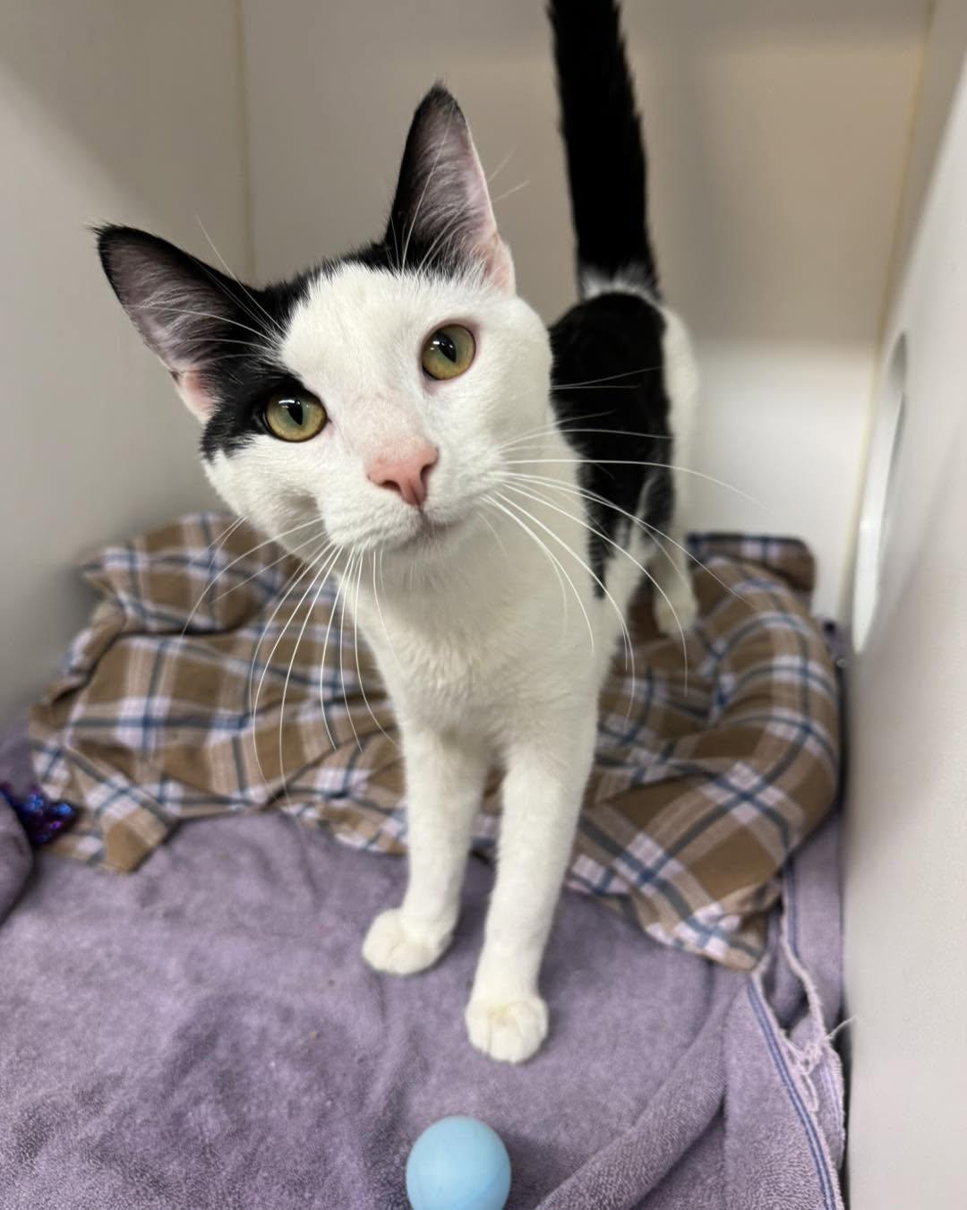Jalen, ADOPTABLE, Adult Male Domestic Short Hair.