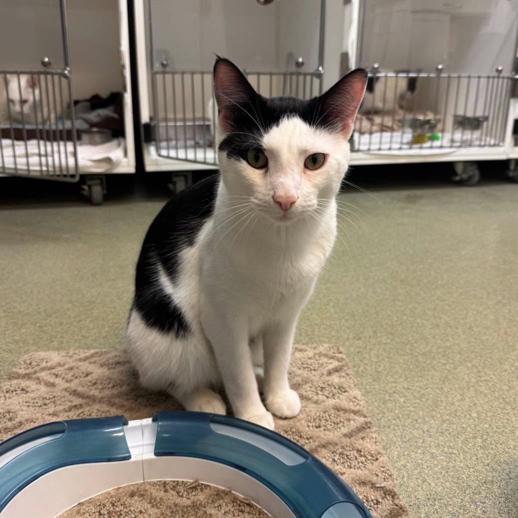 Jalen, adopted, Adult Male Domestic Short Hair.