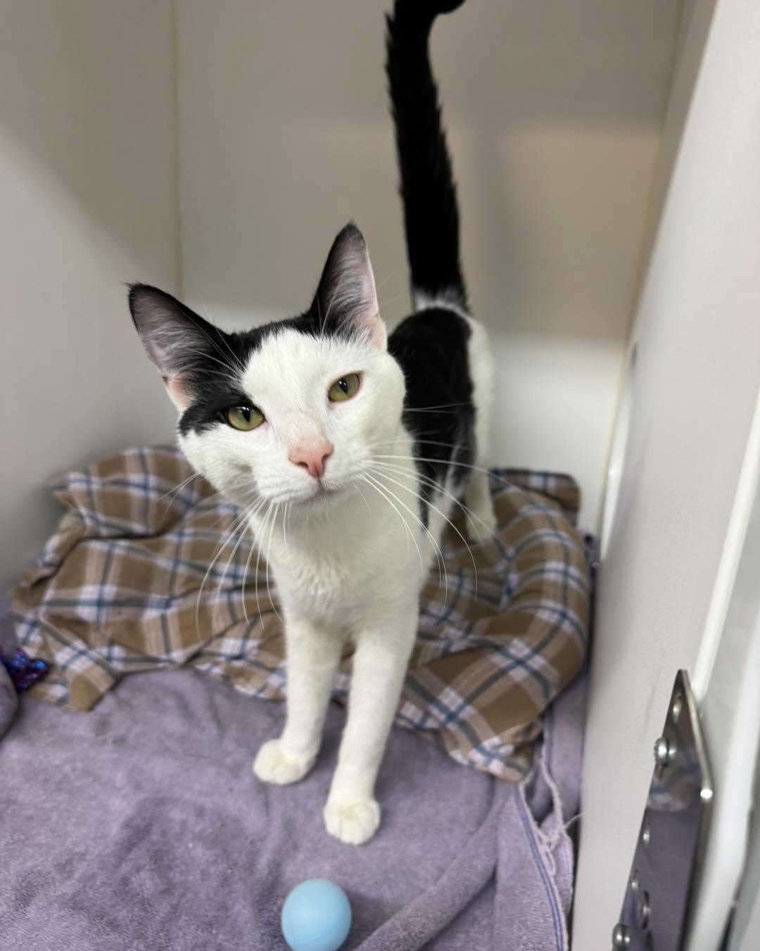 Enlarge Jalen, a ADOPTABLE Domestic Short Hair in Bloomfield, NJ image 2/4