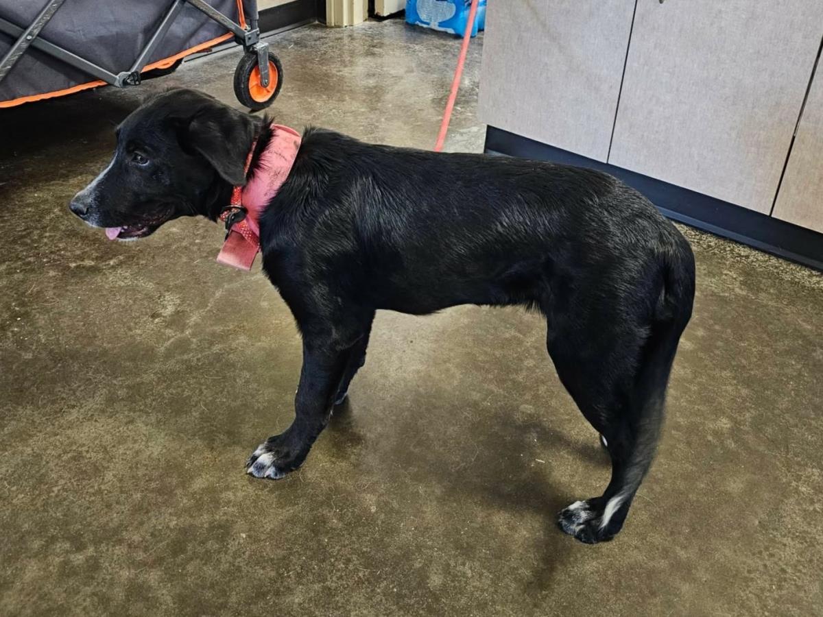 Enlarge Dixie, a Adoptable mixed breed in Rockwall, TX image 1/3