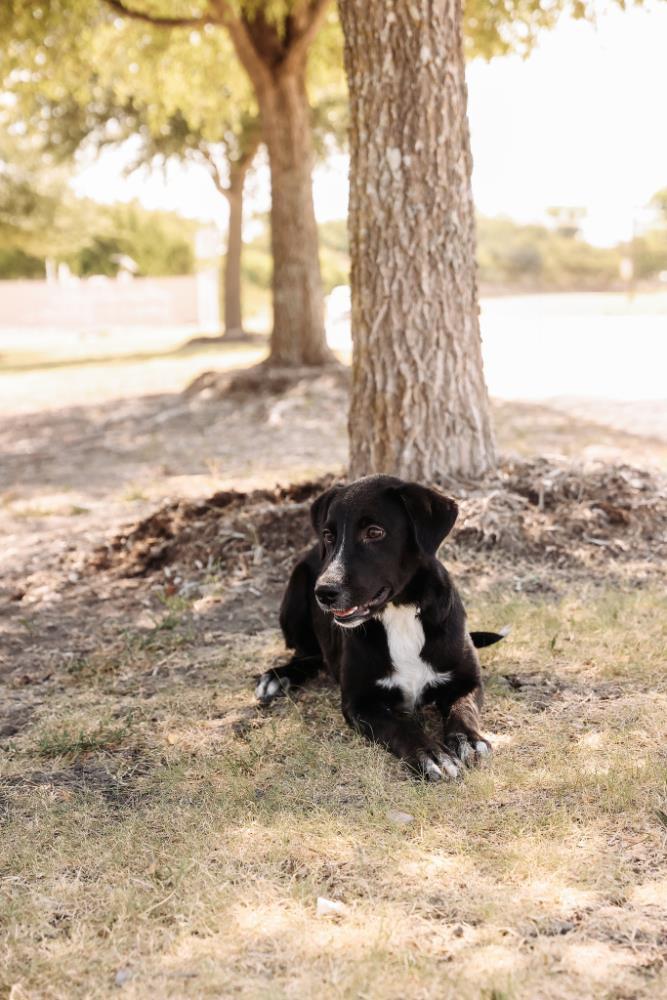 Enlarge Dixie, a Adoptable mixed breed in Rockwall, TX image 2/3