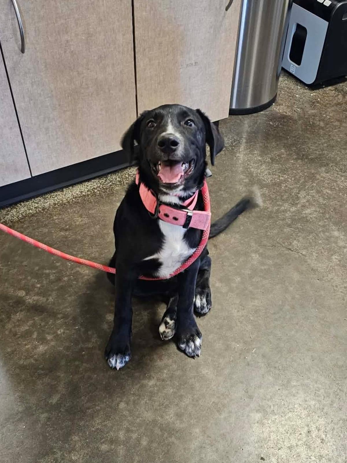 Enlarge Dixie, a Adoptable mixed breed in Rockwall, TX image 3/3