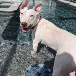 Wanda, Adoptable, Adult Female Mixed Breed.