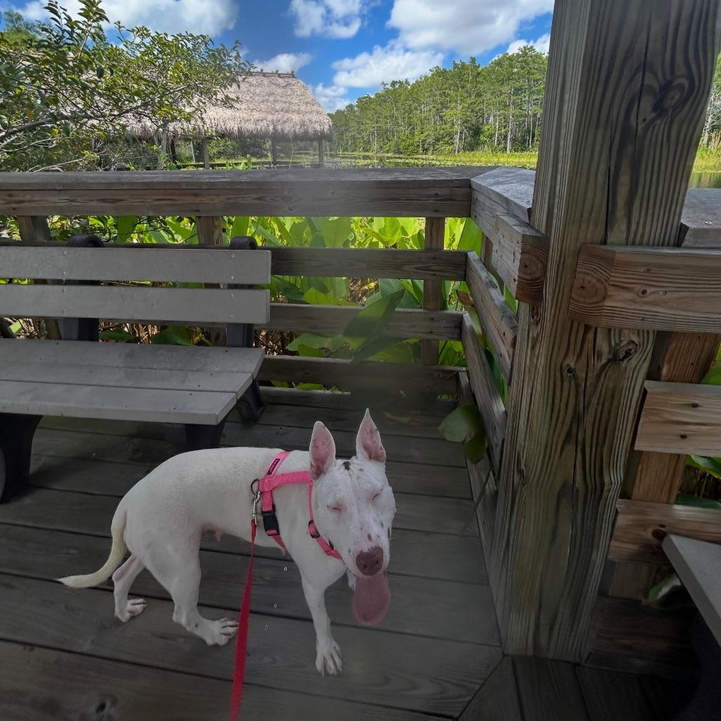 Wanda, Adoptable, Adult Female Mixed Breed.