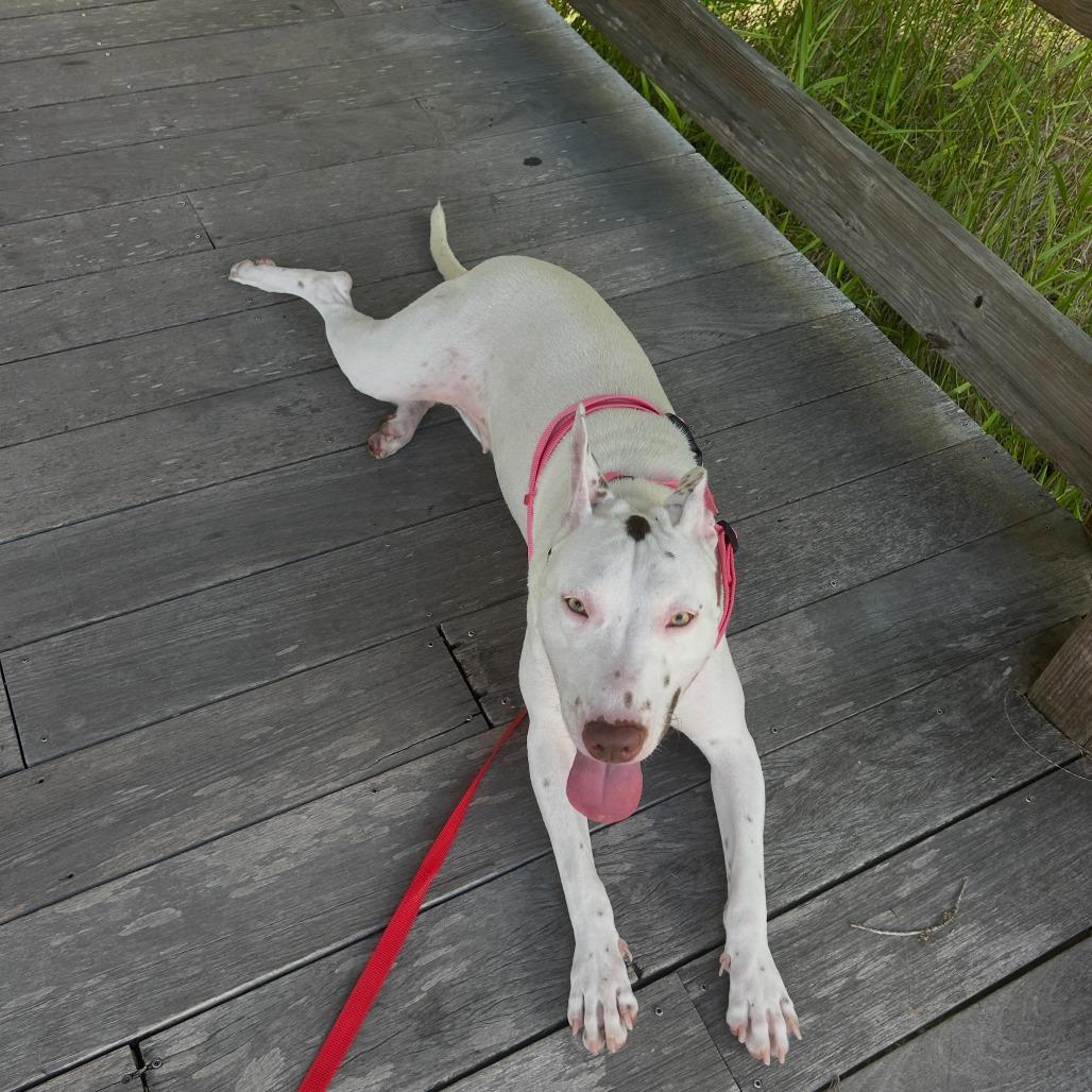 Enlarge Wanda, a Adoptable Mixed Breed in West Palm Beach, FL image 2/6
