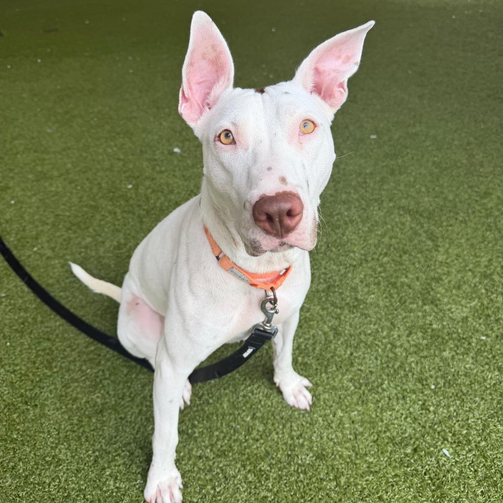 Enlarge Wanda, a Adoptable Mixed Breed in West Palm Beach, FL image 3/6