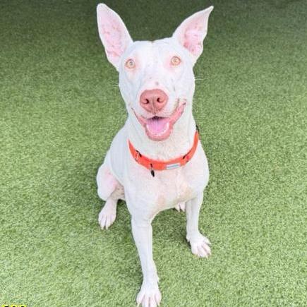 Enlarge Wanda, a Adoptable Mixed Breed in West Palm Beach, FL image 4/6
